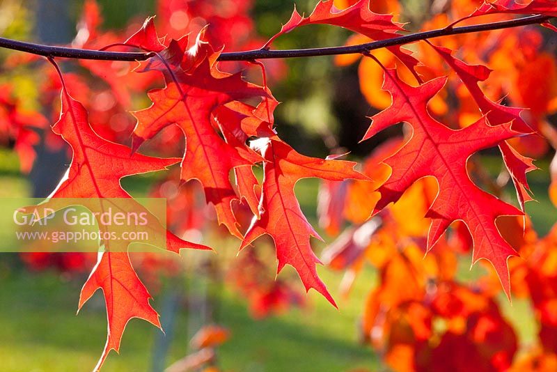 Autumn colours of Quercus palustris