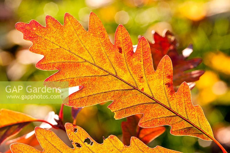 Autumn colours of Quercus alba x monta