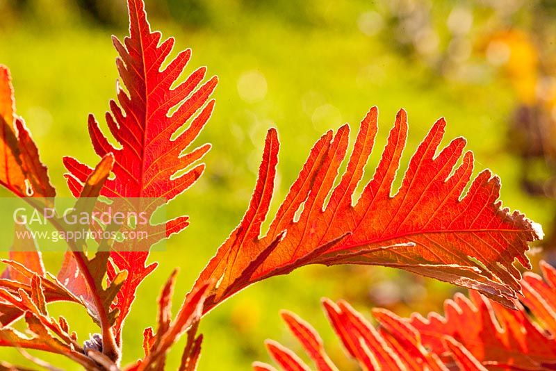 Autumn colours of Quercus dentata 'Pinnatifida'