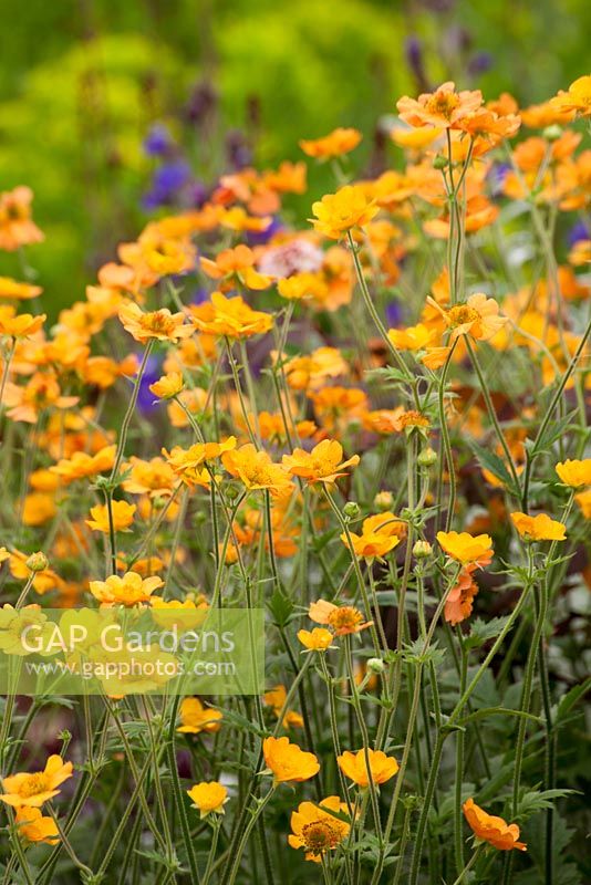 Geum 'Totally Tangerine', Hardys Cottage Garden Plants, RHS Chelsea Flower Show 2010