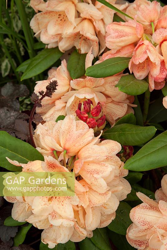 Rhododendron 'Firelight'. Hilliers Nurseries