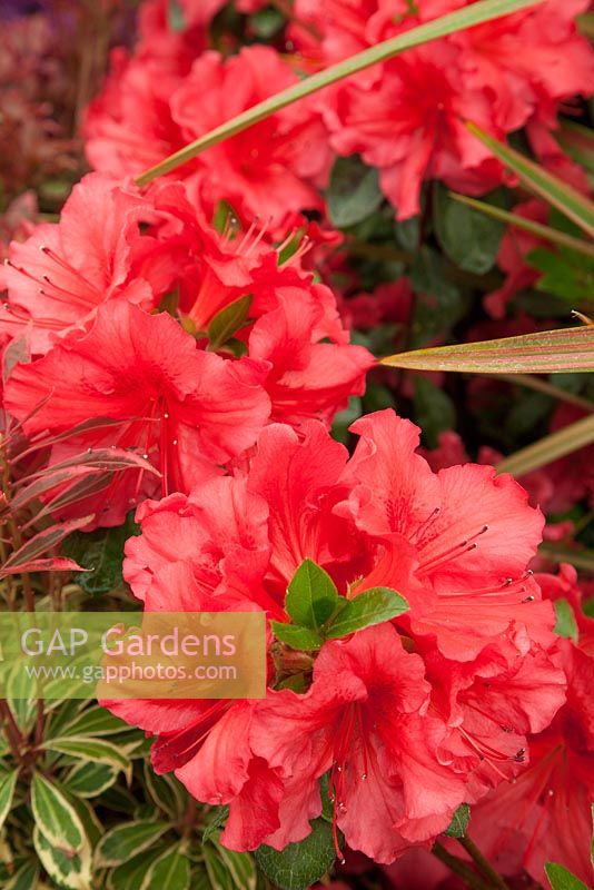 Rhododendron 'Vuyks Scarlet'. Hilliers Nurseries