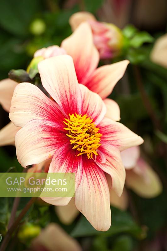Dahlia 'Tapestry' Winchester Growers Ltd