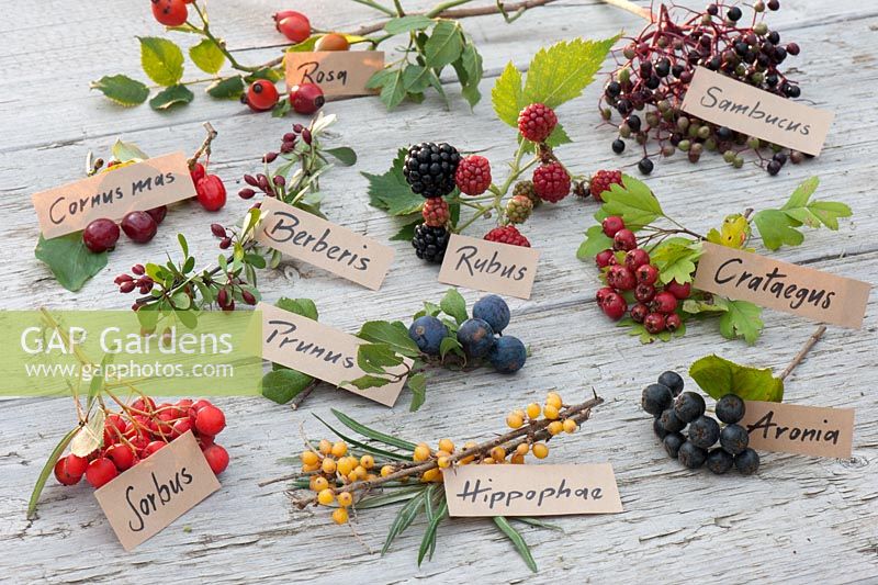 Wild berries - Sorbus, Hippophae, Aronia, Prunus, Cornus mas, Berberis, Rubus, Crataegus, Rosa, Sambucus