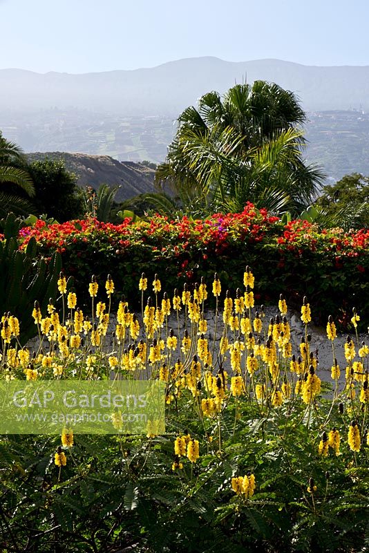 Senna didimobotrya - Golden Wonder. Bougainvillia hedging. Tenerife. February.