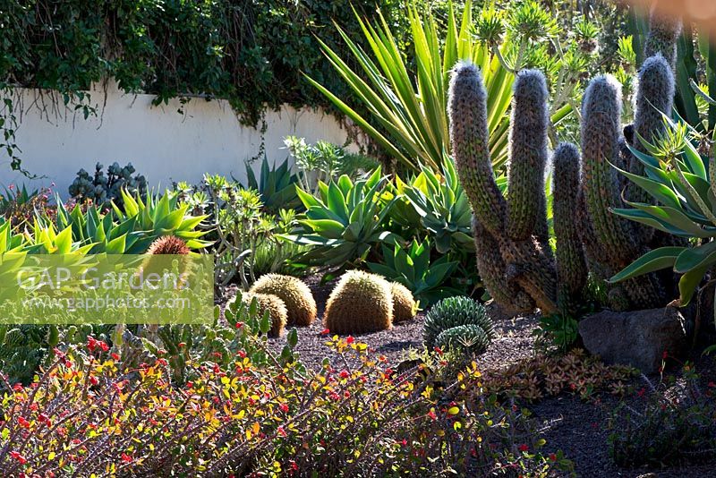 The Cactus garden with Euphorbia milii, Oreocereus celsianus, Echinocactus grusonii and Agave. Puerto de la Cruz, Tenerife.  February.