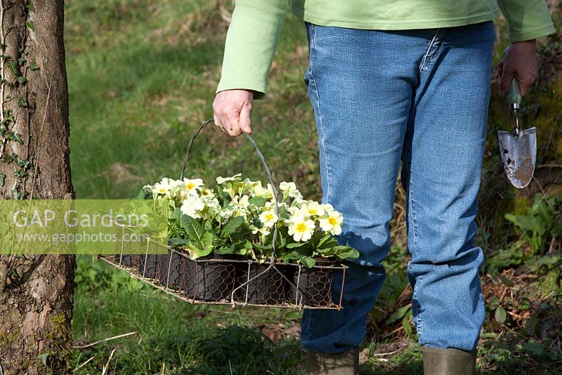 Planting Primula 'Woodland Dell' primroses in the spring orchard garden