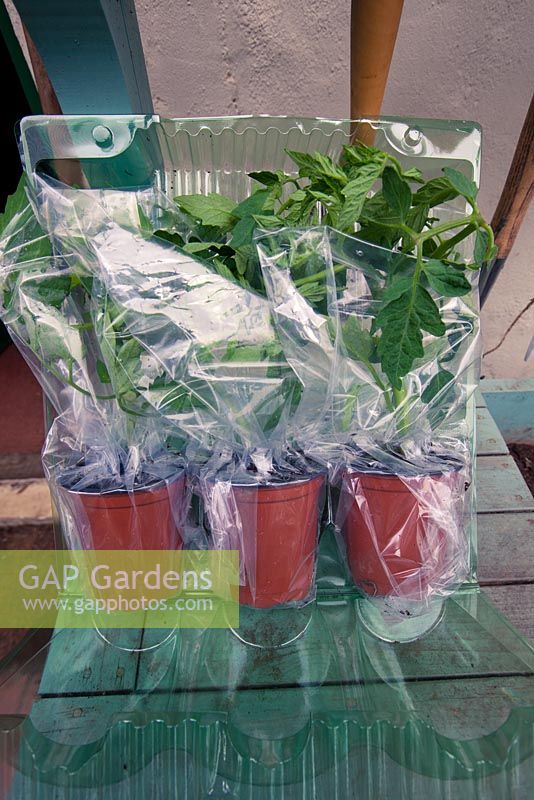 Grafted tomatoes as delivered