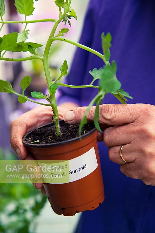 Planting grafted tomatoes 'Sungold' - showing graft union