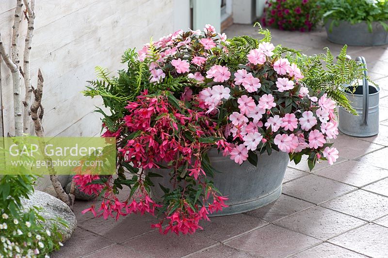 Zinc tub planted with Impatiens 'New Guinea Orestes', 'Compact Blush Pink', Begonia boliviensis 'Crackling Fire Pink' and Dryopteris erythrosora
