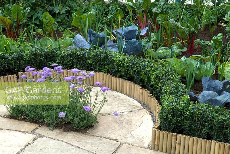 Vegetable border with decorative edging of Buxus and short lengths of bamboo cane together with feature planting of Scabious on paving  