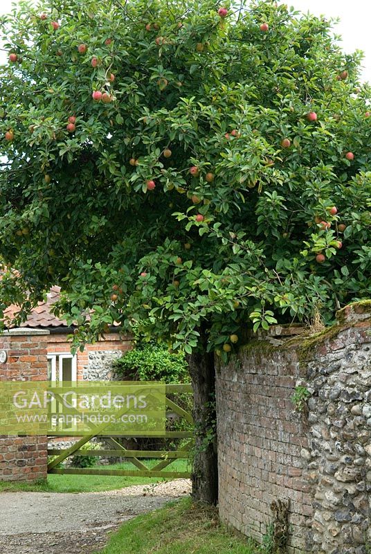 Apple tree alongside brick wall at entrance to property, probably grown as a seedling - Stiffkey, Norfolk