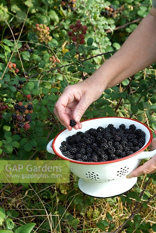 Picking wild blackberries from hedgerow and placing in a colander