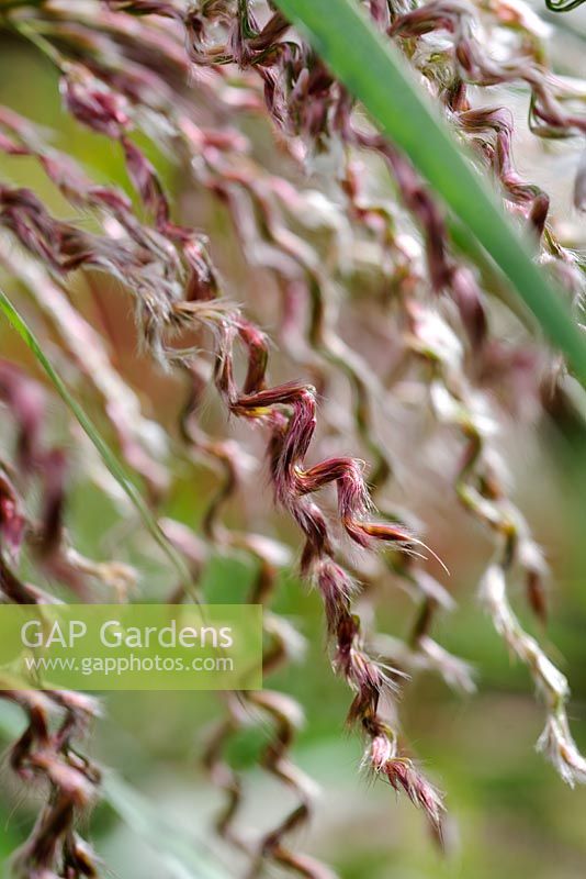 Miscanthus sinensis 'Zwergelephant' - Knoll Gardens 