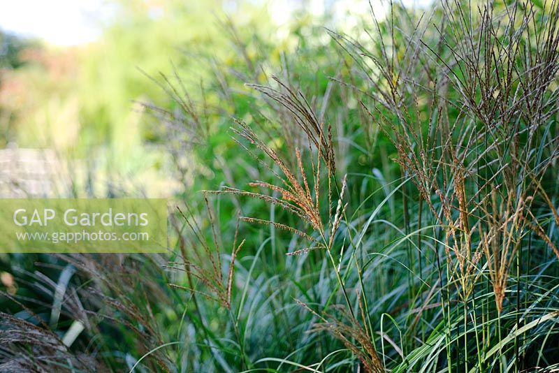 Miscanthus sinensis 'Abundance' syn 'Yakushima Dwarf' - Knoll Gardens 