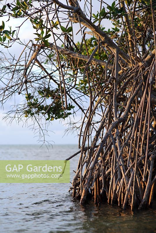 Rhizopora mangle - Red Mangrove on Little Cayman