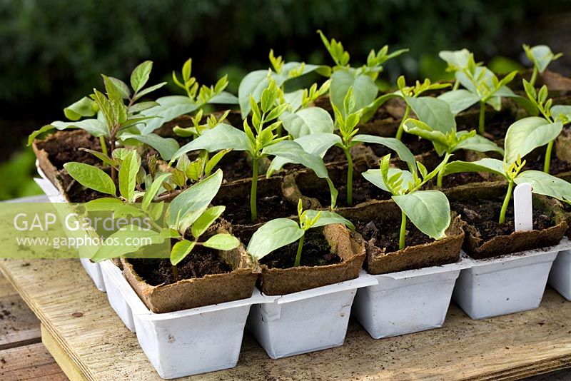 Cobaea scandens germinated in tray of peat pots