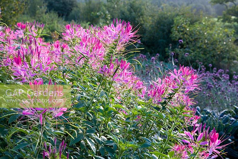 Cleome spinosa syn C. hassleriana 'Cherry Queen' at Perch Hill - Spider flower