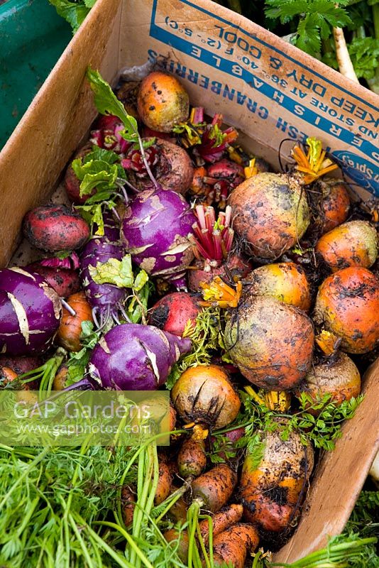 Mixed harvested root vegetables in a cardboard box including beetroot, carrots and kohlrabi