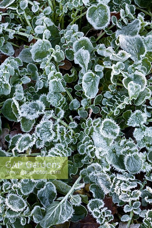 Barbarea verna - Hoar frost on American Land cress