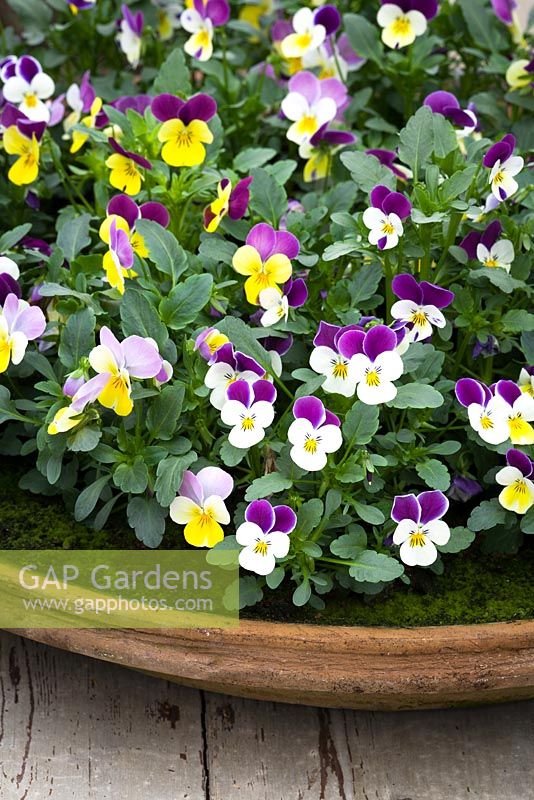 Viola tricolor in a shallow terracotta dish at Perch Hill - Heartsease