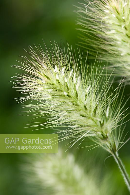 Pennisetum villosum AGM - Feathertop grass