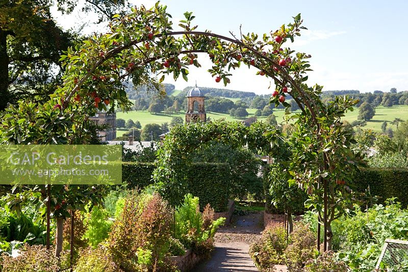 Malus domestica 'Katy' planted over an arch in the kitchen garden at Chatsworth. Other names - Apple 'Katy', Apple 'Katya', Apple 'Katja'. Bolted lettuce used as sacrificial crop to protect the rest of the bed from slugs and snails