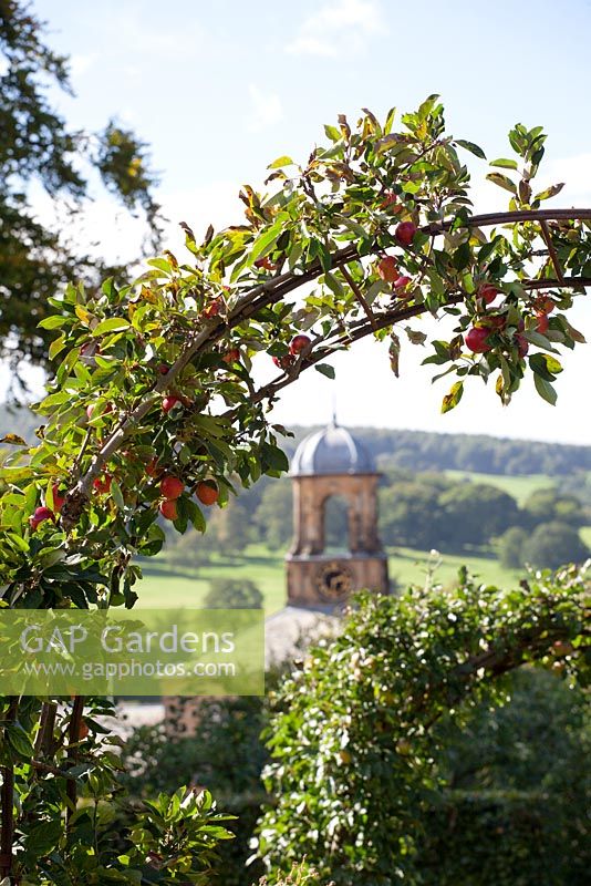 Malus domestica 'Katy' planted over an arch in the kitchen garden at Chatsworth. Other names - Apple 'Katy', Apple 'Katya', Apple 'Katja'