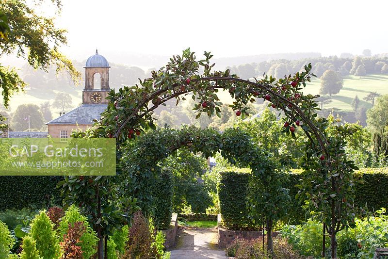 Malus domestica 'Katy' planted over an arch in the kitchen garden at Chatsworth. Other names - Apple 'Katy', Apple 'Katya', Apple 'Katja'