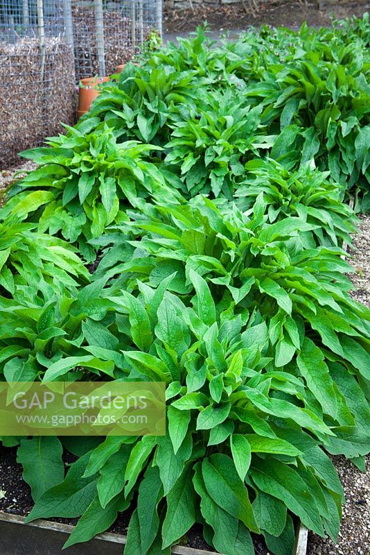 Symphytum officinale - Comfrey grown in a bed in the kitchen garden at Chatsworth House and used for making fertiliser