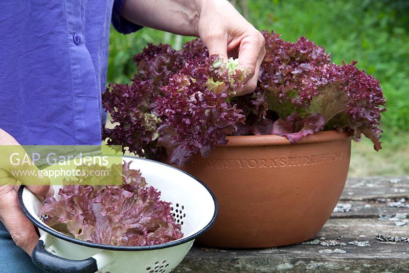 Harvesting lettuce 'Lollo Rossa' grown in terracotta bowl