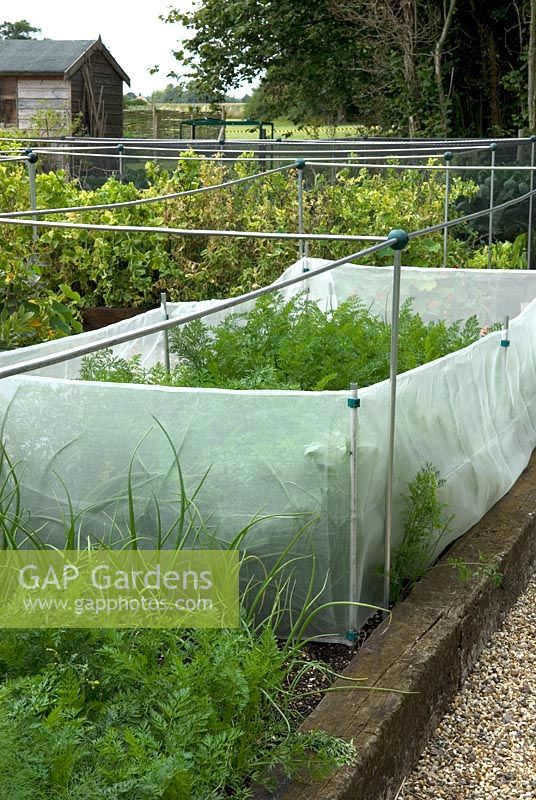 Carrots in raised bed protected from root fly attack by mesh barrier in excess of 45 cms high - Bays Farm NGS, Forward Green, Suffolk