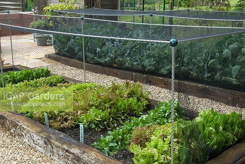 Raised beds of brassicas and lettuces protected from pigeon attack by nylon netting on supports - Bays Farm NGS, Forward Green, Suffolk
