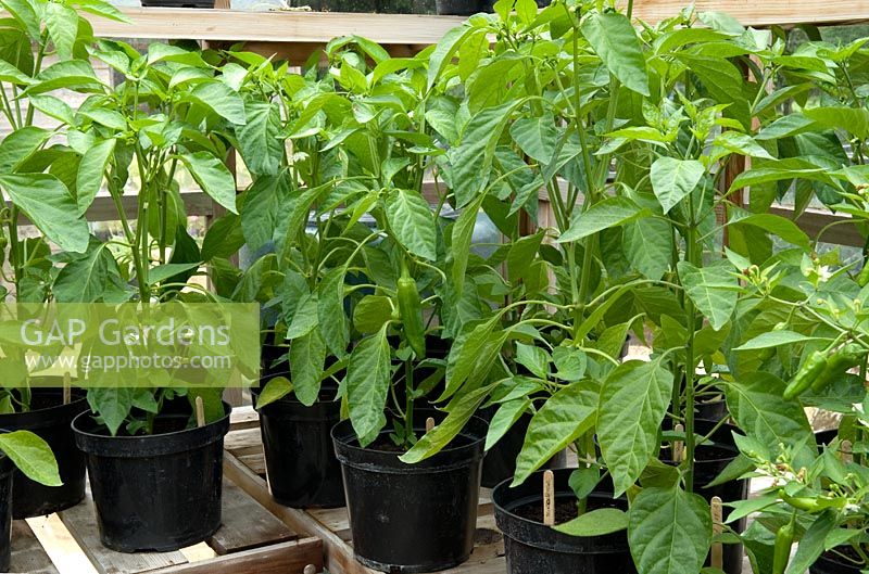 Pepper plants 'Corno di Toro Rosso' on greenhouse bench - Bays Farm NGS, Forward Green, Suffolk