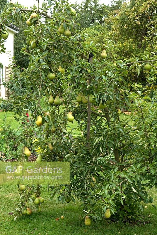 Young Pear tree heavily laden with fruit, requiring support to top branches - Furze House NGS, Rushall, Norfolk