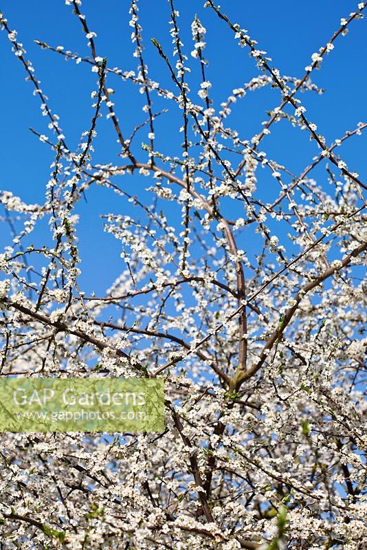 Prunus Myrobalan Group 'Poltava' - Cherry Plum blossom