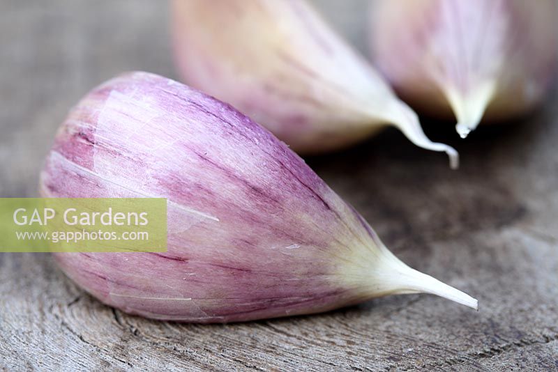 Allium sativum var ophioscorodon 'Bzenec' - Organic cloves of garlic on a wooden surface. This is a purple stripes garlic, originally from Czech Republic.
