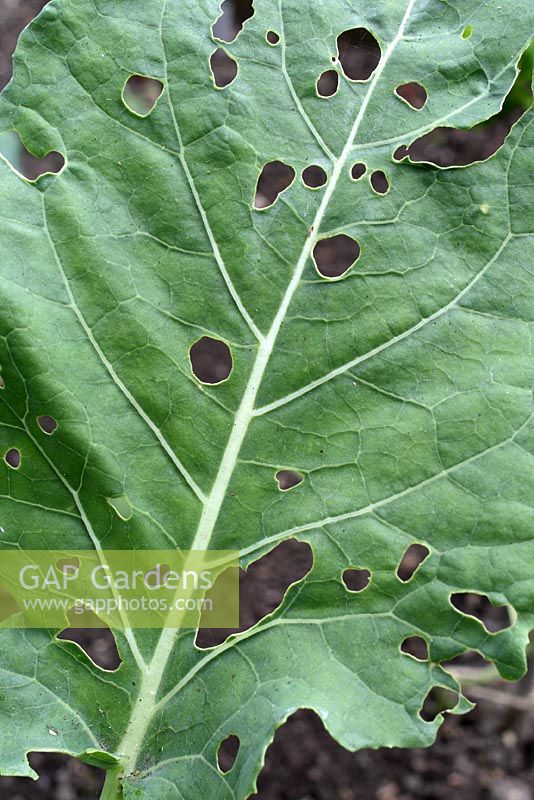 Plutella xylostella - Diamondback moth damage to Brassica oleracea 'Late Purple Sprouting'