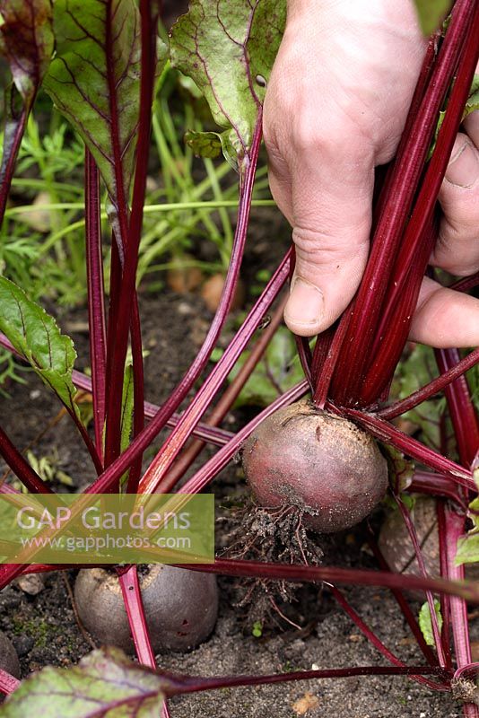 Harvesting organic Beta vulgaris 'Bolthardy' in August - Beetroot