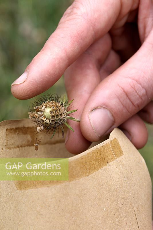 Scabiosa ochroleuca 'Bright Yellow' - Collecting Scabious seeds in brown paper envelope