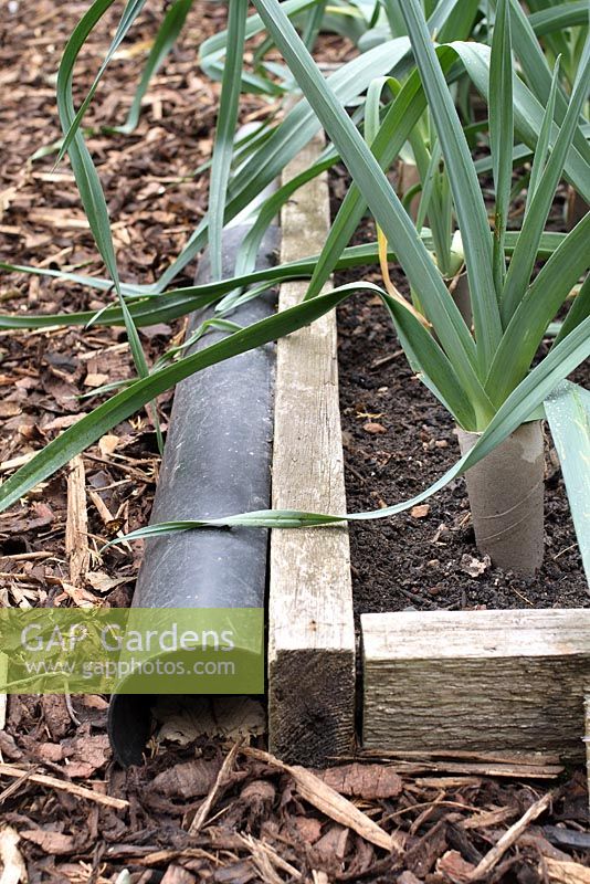 A home made, dark and damp shelter for toads and frogs, made from a plastic drainpipe, laid against a vegetable bed of organic leeks with recycled toilet rolls used for blanching. Ideal for an organic garden as toads and frogs eat slugs.