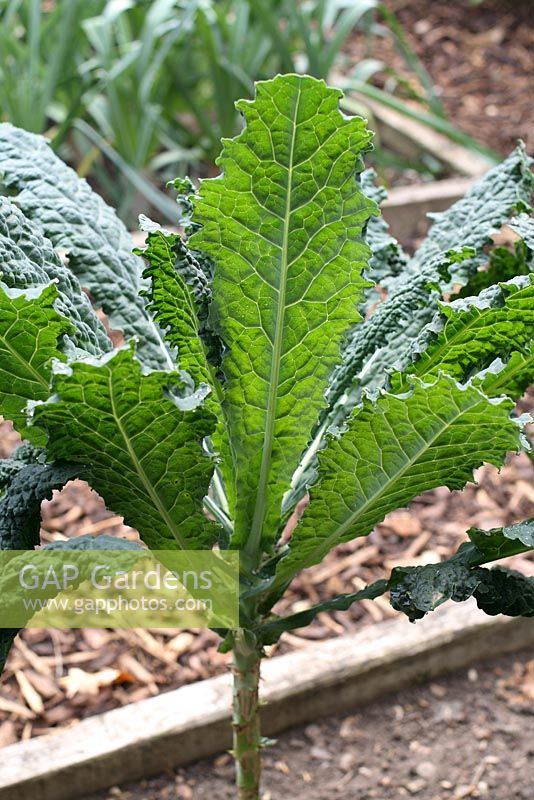Brassica oleracea 'Nero De Toscana' - Organic black kale