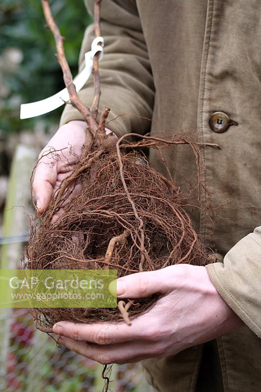 Rubus idaeus 'Glen Ample' - Holding a dormant raspberry cane, delivered by post and ready for planting in December