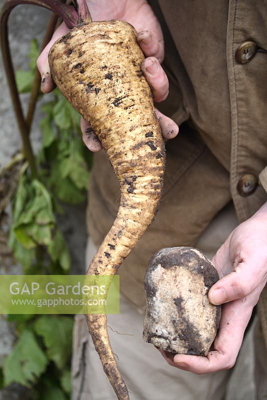 Pastinaca sativa 'Gladiator F1' - Gardener holding a bent parsnip root and a stone. If you have very stony ground, taproots will either fork or bend when they hit stones in the ground
