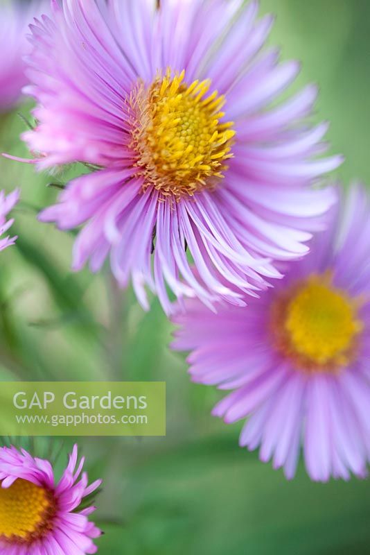 Aster 'Foxy Emily'