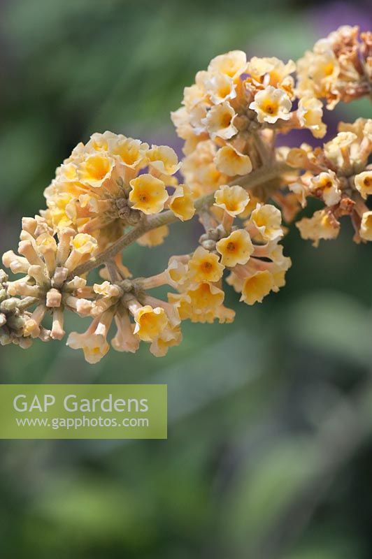 Buddleia x weyeriana 'Honeycomb Yellow' - Butterfly bush