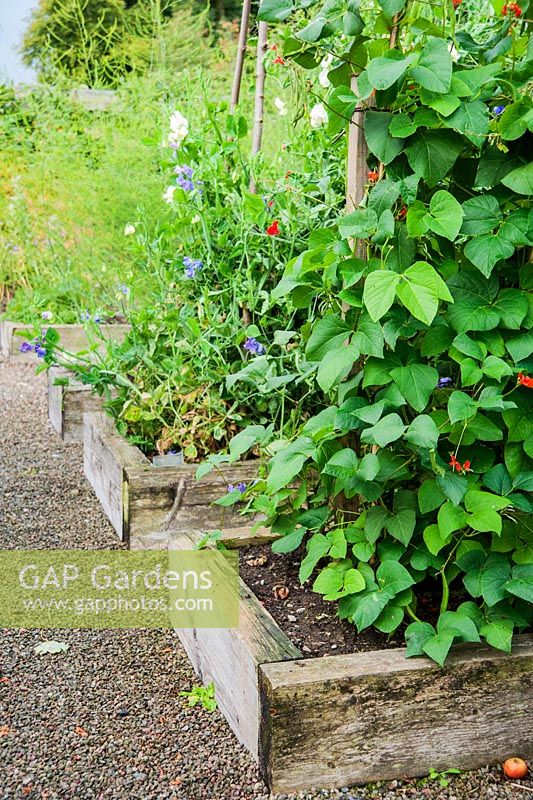 Kitchen and nursery garden with raised beds for growing crops including runner beans, annuals such as sweet peas and new ornamental plants - Rhodds Farm, Kington, Herefordshire, UK