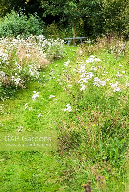 Mown path through meadow area leading toward seat, with long grasses full of wild carrot and Achillea - Rhodds Farm, Kington, Herefordshire, UK