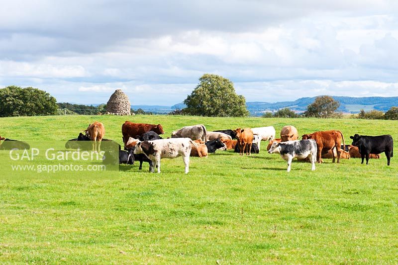 Field adjoining garden with cattle and stone cairn - Rhodds Farm, Kington, Herefordshire, UK