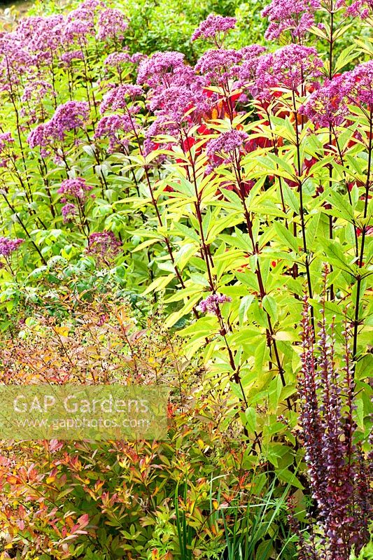 Border including Eupatorium maculatum Atropurpureum group and Potentilla - Rhodds Farm, Kington, Herefordshire, UK